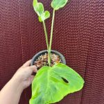 Monstera Deliciosa Flamicito