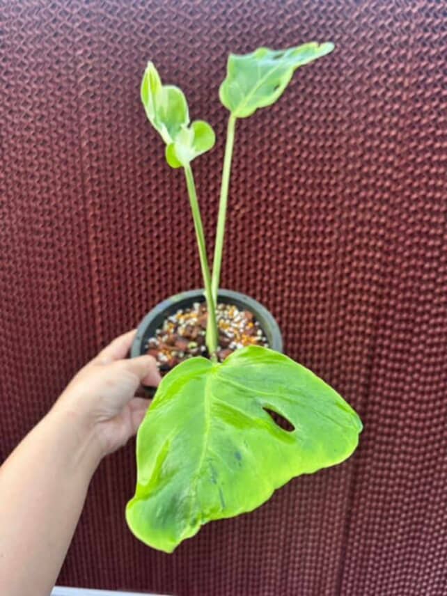 Monstera Deliciosa Flamicito