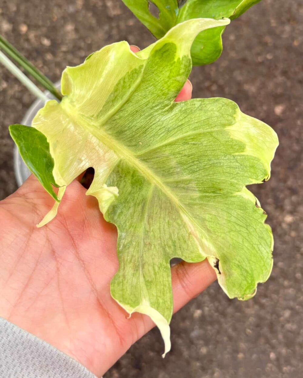 Monstera Deliciosa Flamicito Exact Plant - Image 2