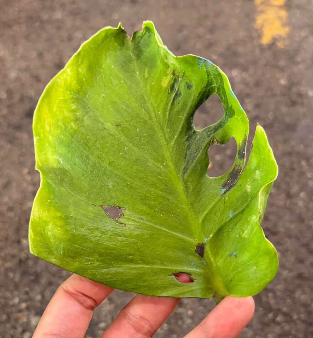 Monstera Deliciosa Flamicito Exact Plant - Image 4
