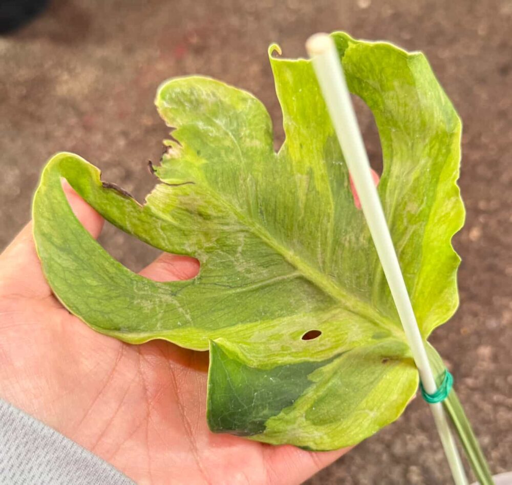 Monstera Deliciosa Flamicito Exact Plant - Image 3