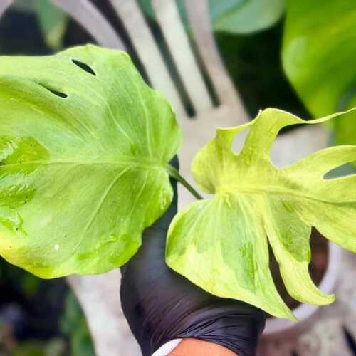 Monstera Deliciosa Flamicito Exact Plant