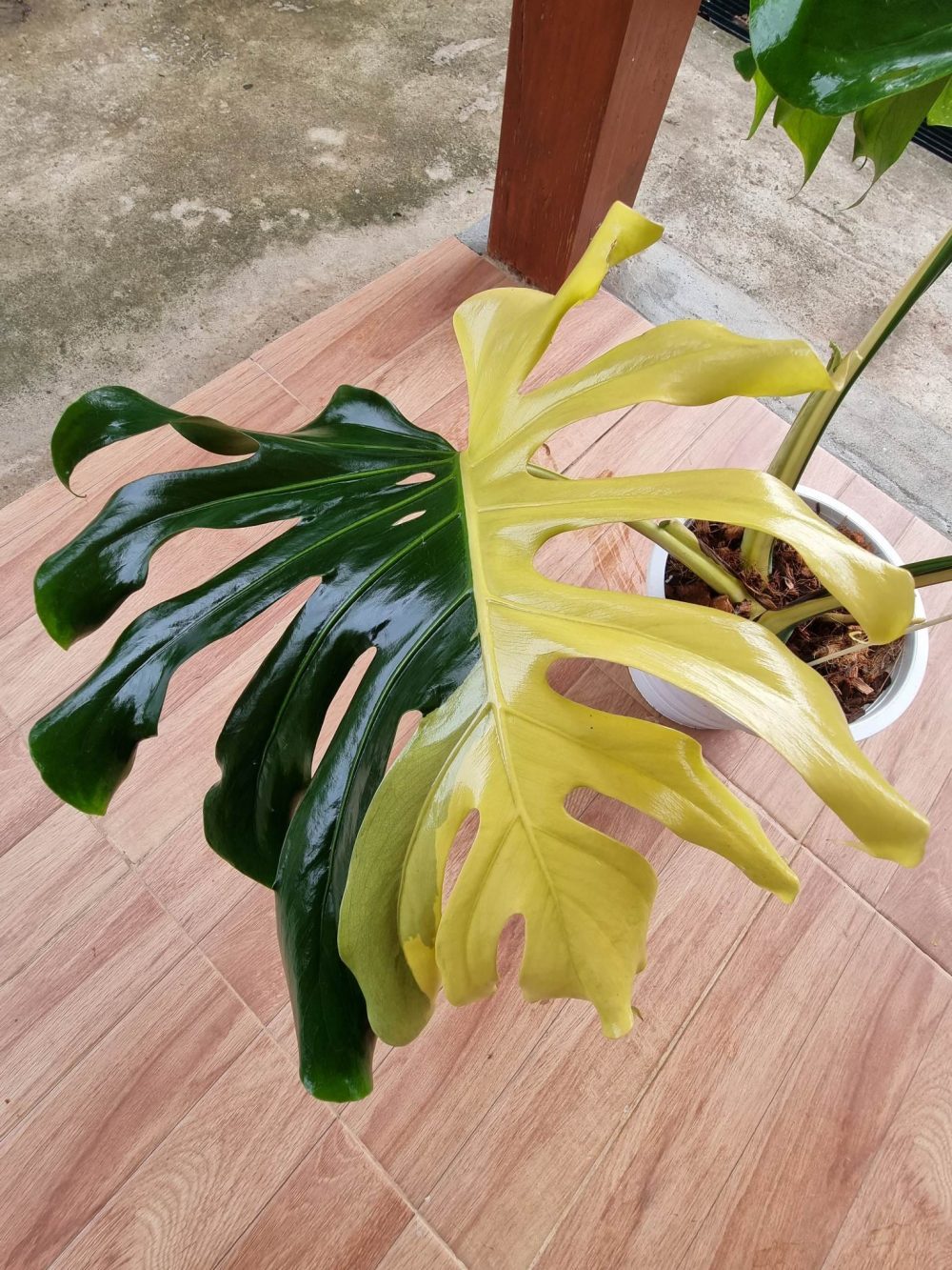 Tissue Culture - Monstera Deliciosa Lemon Lime 1 plant - Image 3