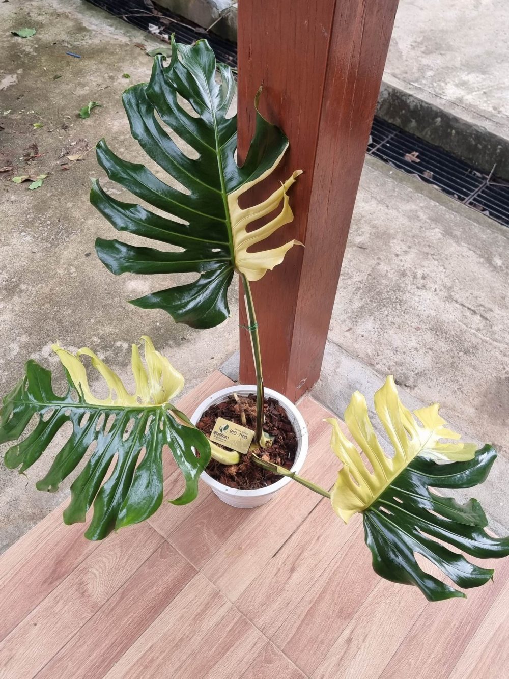 Tissue Culture - Monstera Deliciosa Lemon Lime 1 plant - Image 2