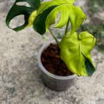 Monstera Deliciosa Lemon Lime