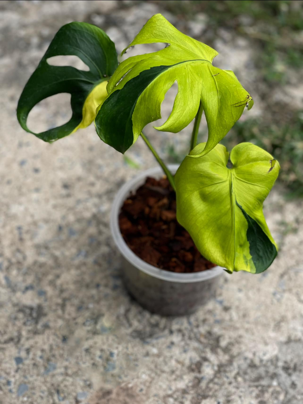 Monstera Deliciosa Lemon Lime