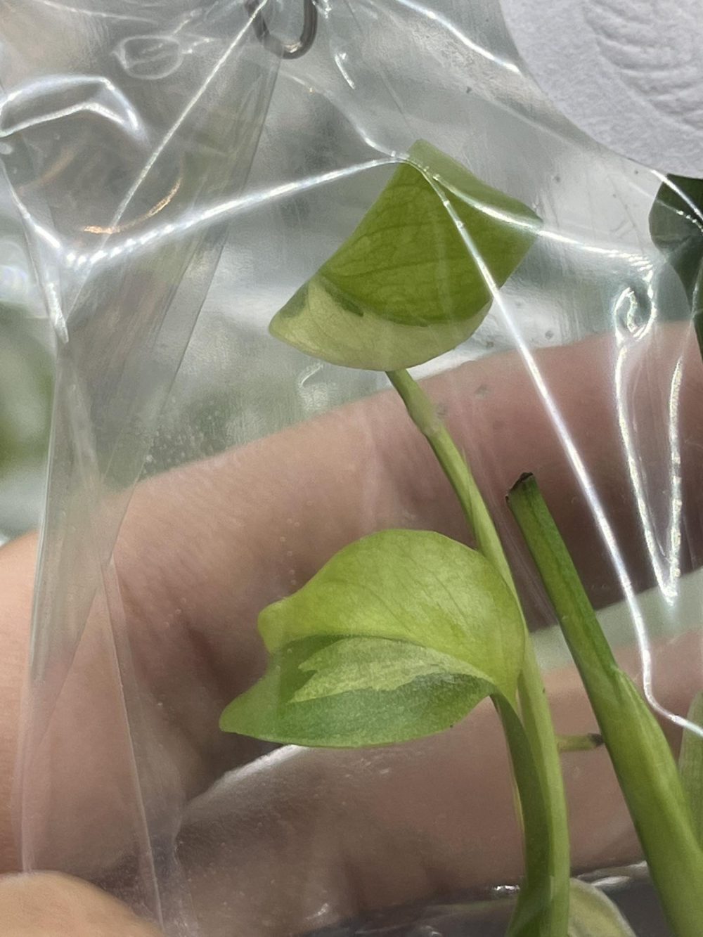 Tissue Culture - Monstera Deliciosa Lemon Lime 1 plant - Image 4