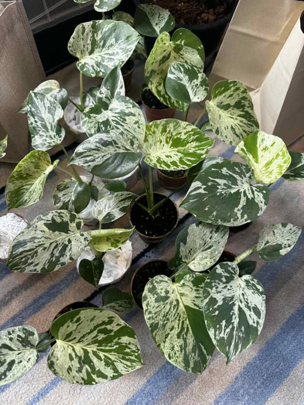 Monstera bulbasaur | Monstera Deliciosa bulbasaur Variegated New Sport | Actual Plant - Image 14