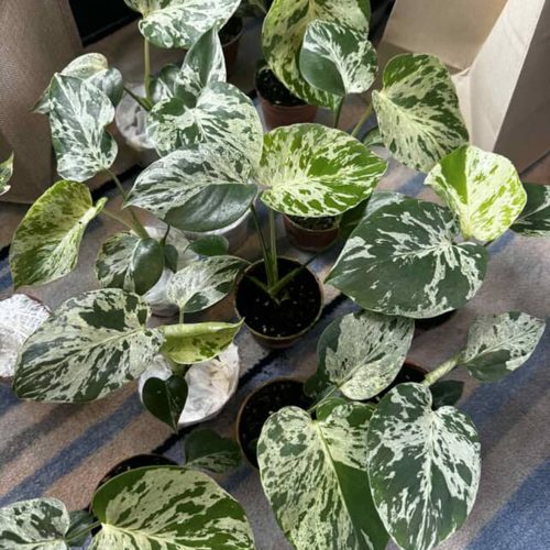 Monstera bulbasaur | Monstera Deliciosa bulbasaur Variegated New Sport | Actual Plant