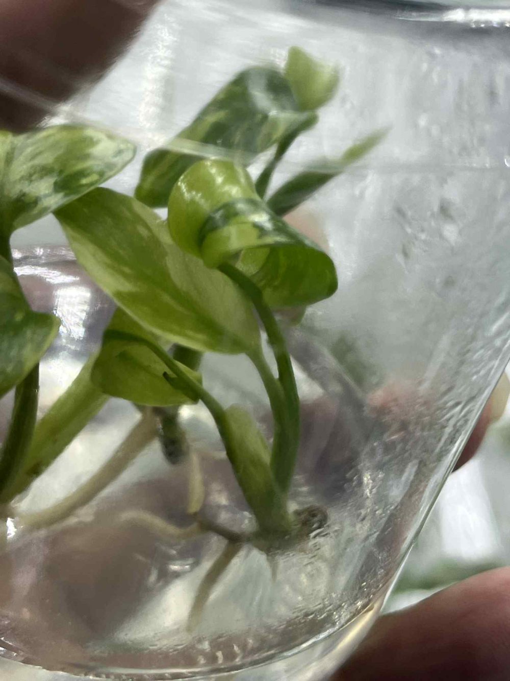 Tissue Culture - Monstera Electro Light Variegated | ‘Electrolyte’ 1 plant - Image 2