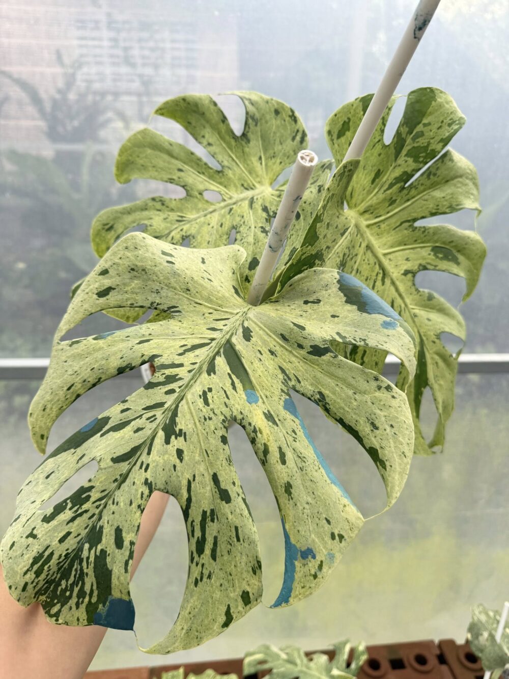Tissue Culture - Monstera bulbasaur variegated | NEW rare 1 plant - Image 5