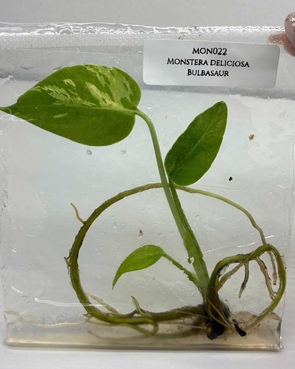 Tissue Culture - Monstera bulbasaur variegated | NEW rare 1 plant - Image 4