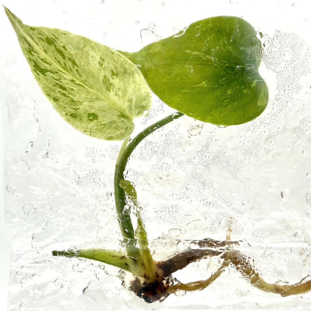 Tissue Culture - Monstera bulbasaur variegated | NEW rare 1 plant - Image 2