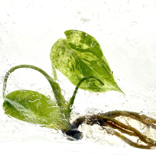 Tissue Culture - Monstera bulbasaur variegated | NEW rare 1 plant