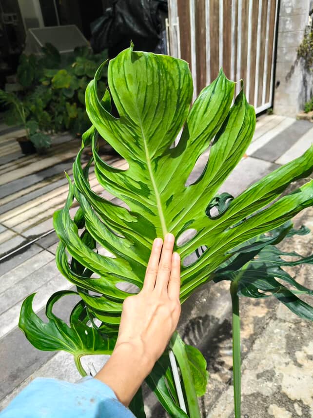 Monstera Deliciosa Tattoo - Jumbo Size exact plant - Image 2