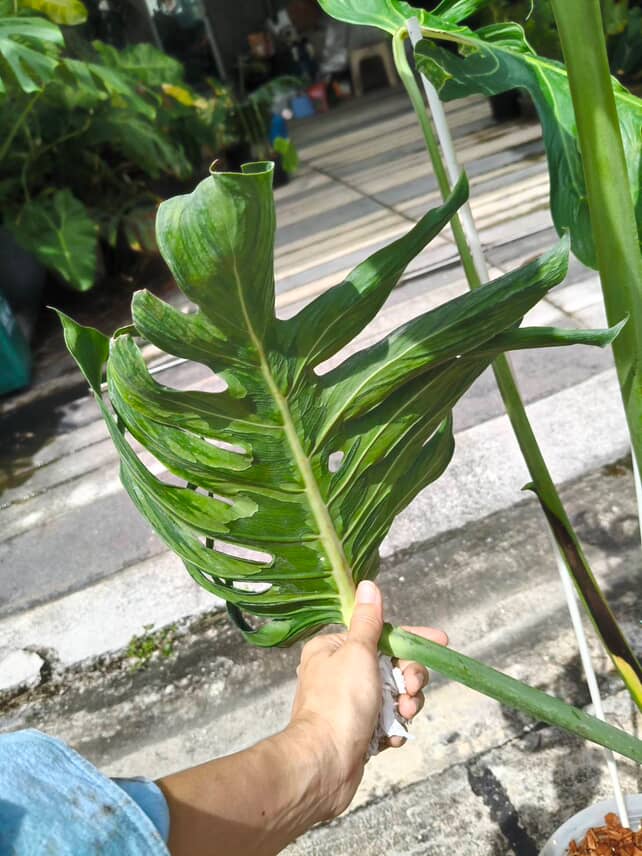 Monstera Deliciosa Tattoo - Jumbo Size exact plant - Image 6