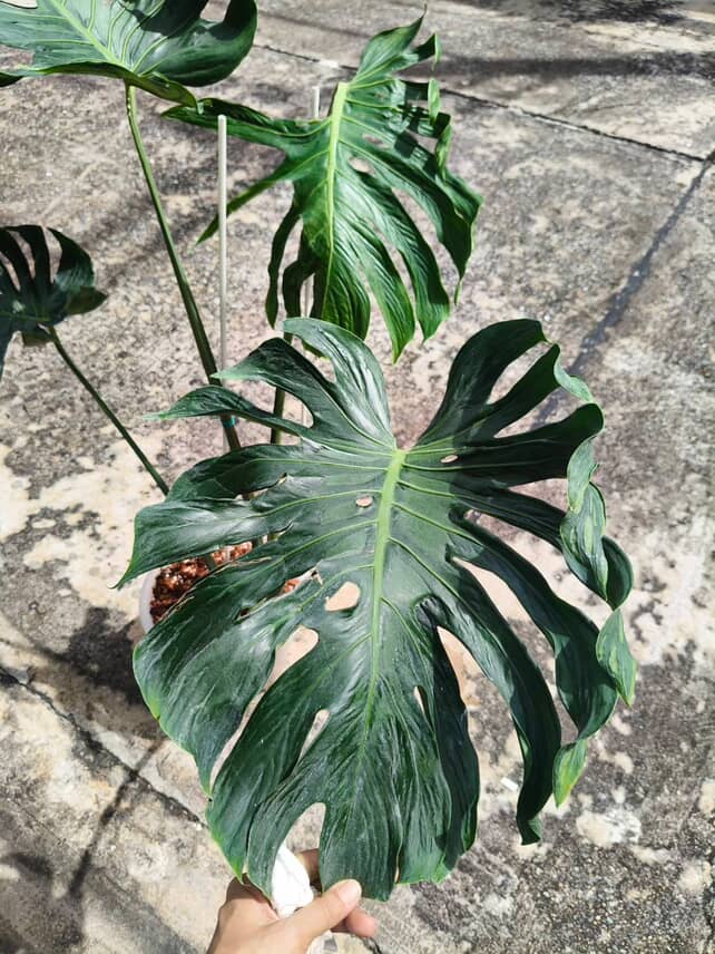 Monstera Deliciosa Tattoo - Jumbo Size exact plant - Image 5