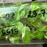 Monstera deliciosa white snow compacta