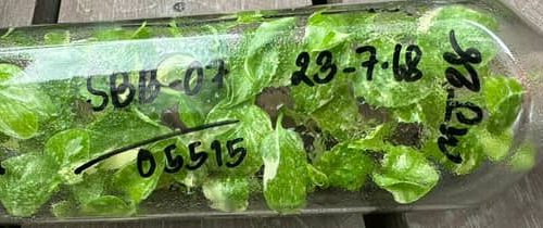 Monstera deliciosa white snow compacta