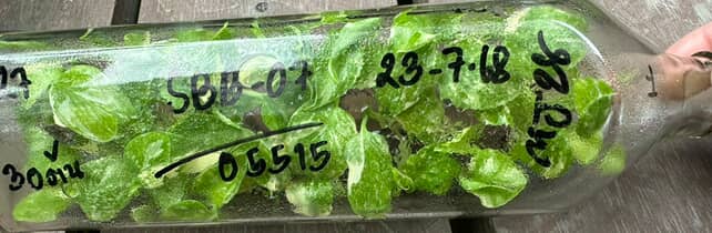 Monstera deliciosa white snow compacta