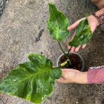 Monstera deliciosa "Zombie"