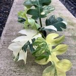 Philodendron distantilobum variegated