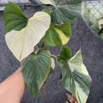 Philodendron pastazanum variegated