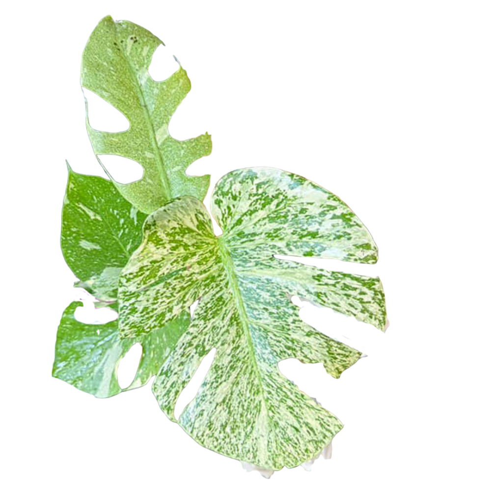 Monstera Deliciosa Starlight