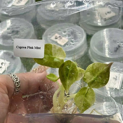 Alocasia cuprea Pink mint