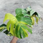 Monstera Deliciosa Miracle Tricolor