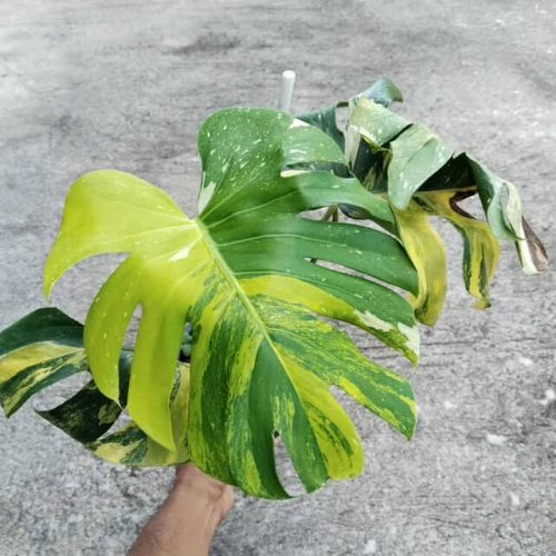 Monstera Deliciosa Miracle Tricolor