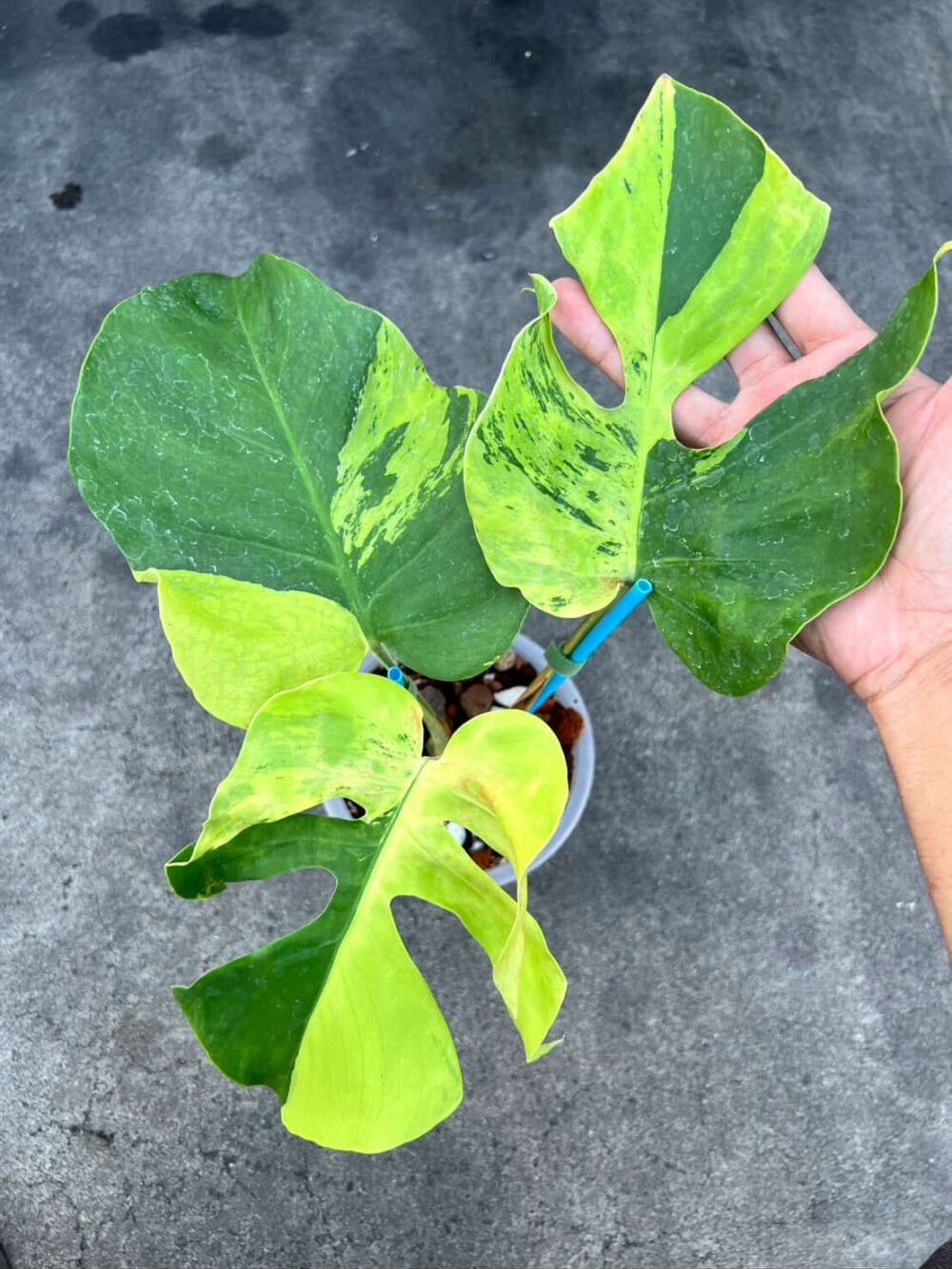 Monstera Deliciosa Light Lime Variegated - Rare Plant - Image 7