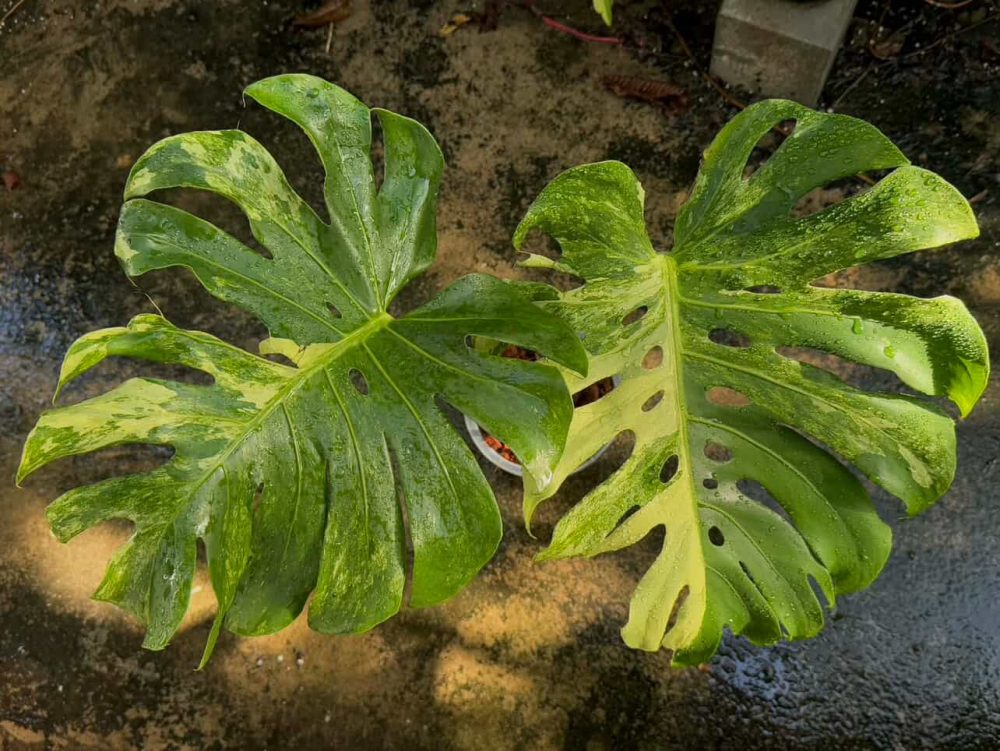 Weekly Rare Plant Release – Available Now! - Image 2