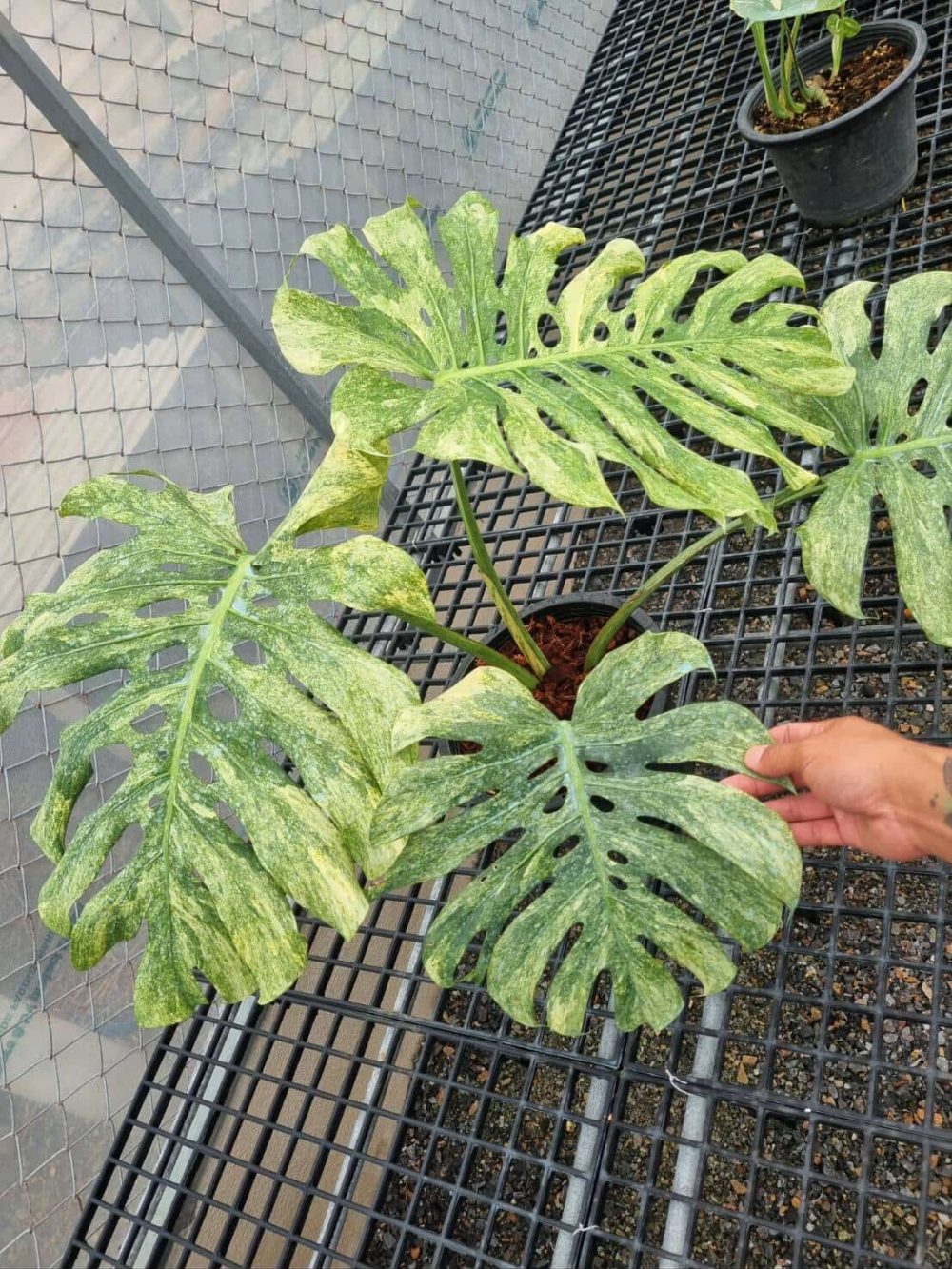 Weekly Rare Plant Release – Available Now! - Image 7