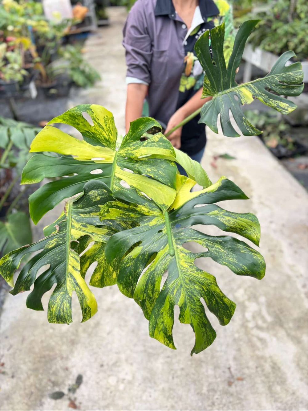 Weekly Rare Plant Release – Available Now! - Image 6