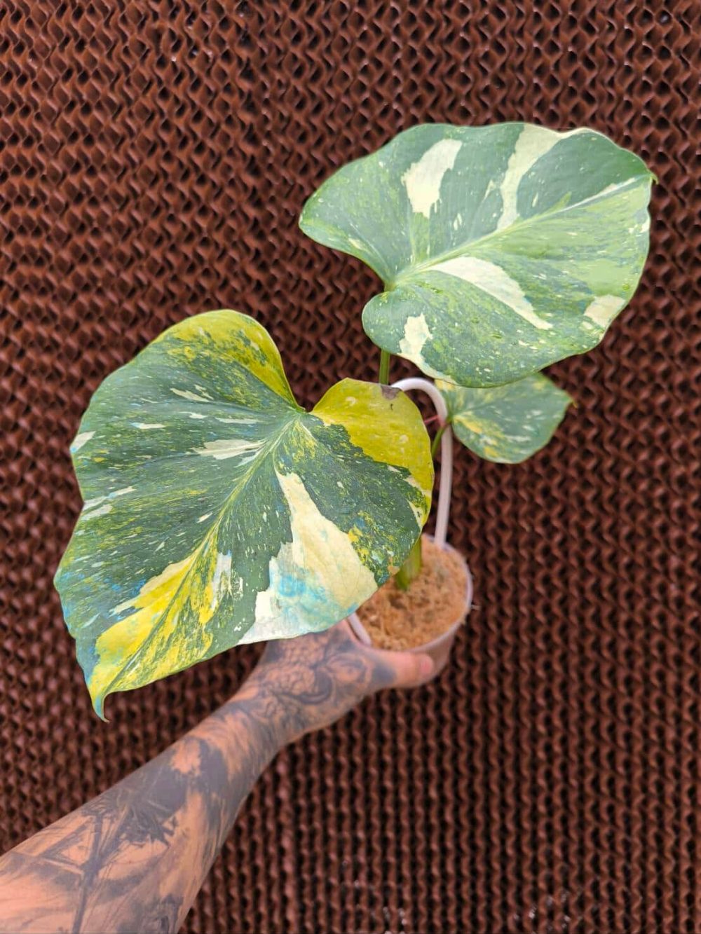 Weekly Rare Plant Release – Available Now! - Image 5