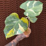 Weekly Rare Plant Release – Available Now!