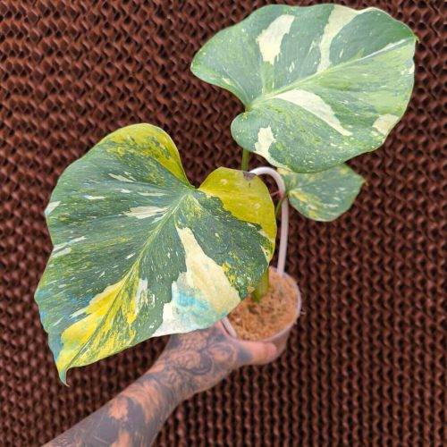 Weekly Rare Plant Release – Available Now!