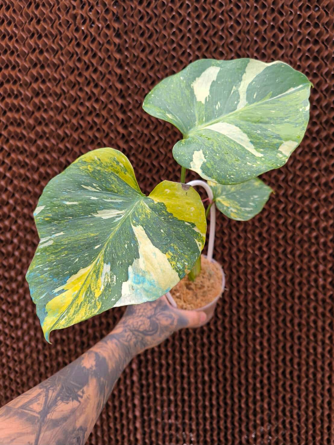 Weekly Rare Plant Release – Available Now!