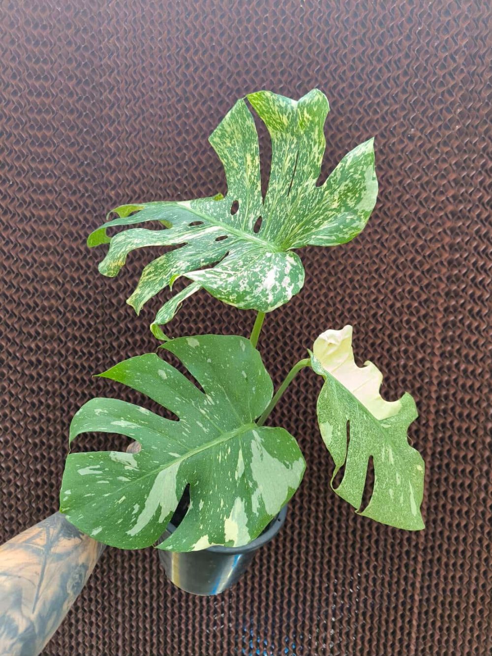 Weekly Rare Plant Release – Available Now! - Image 4