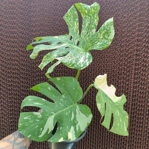 Monstera Deliciosa Starlight – Rare Variegated