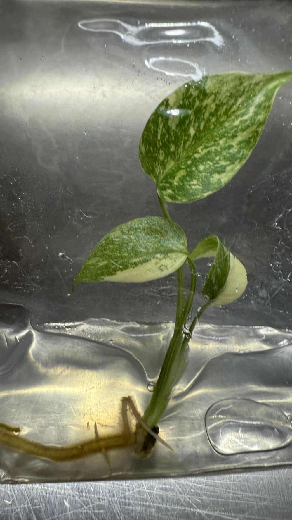 Tissue Culture - Monstera Starlight variegated | NEW rare 1 plant - Image 3