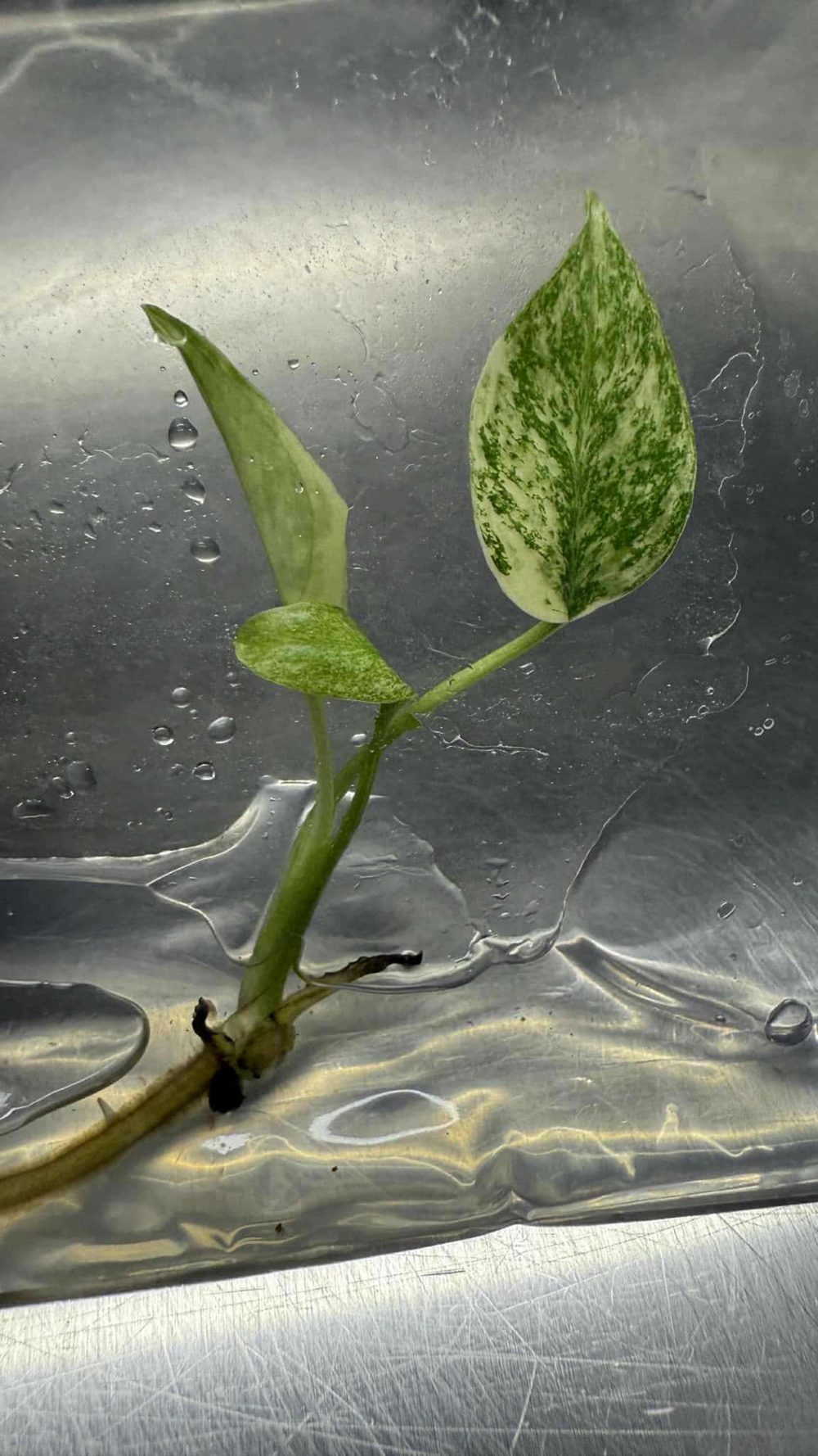 Tissue Culture - Monstera Starlight variegated | NEW rare 1 plant - Image 2