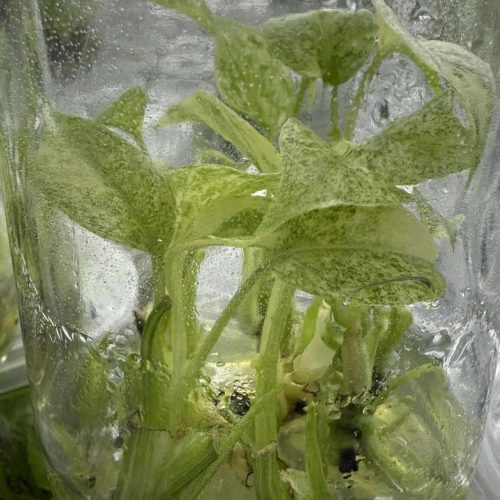 Tissue Culture - Monstera Starlight variegated | NEW rare 1 plant