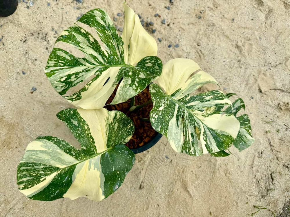 Weekly Rare Plant Release – Available Now! - Image 3