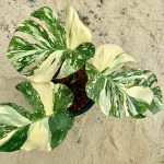 Weekly Rare Plant Release – Available Now! – plant view 6