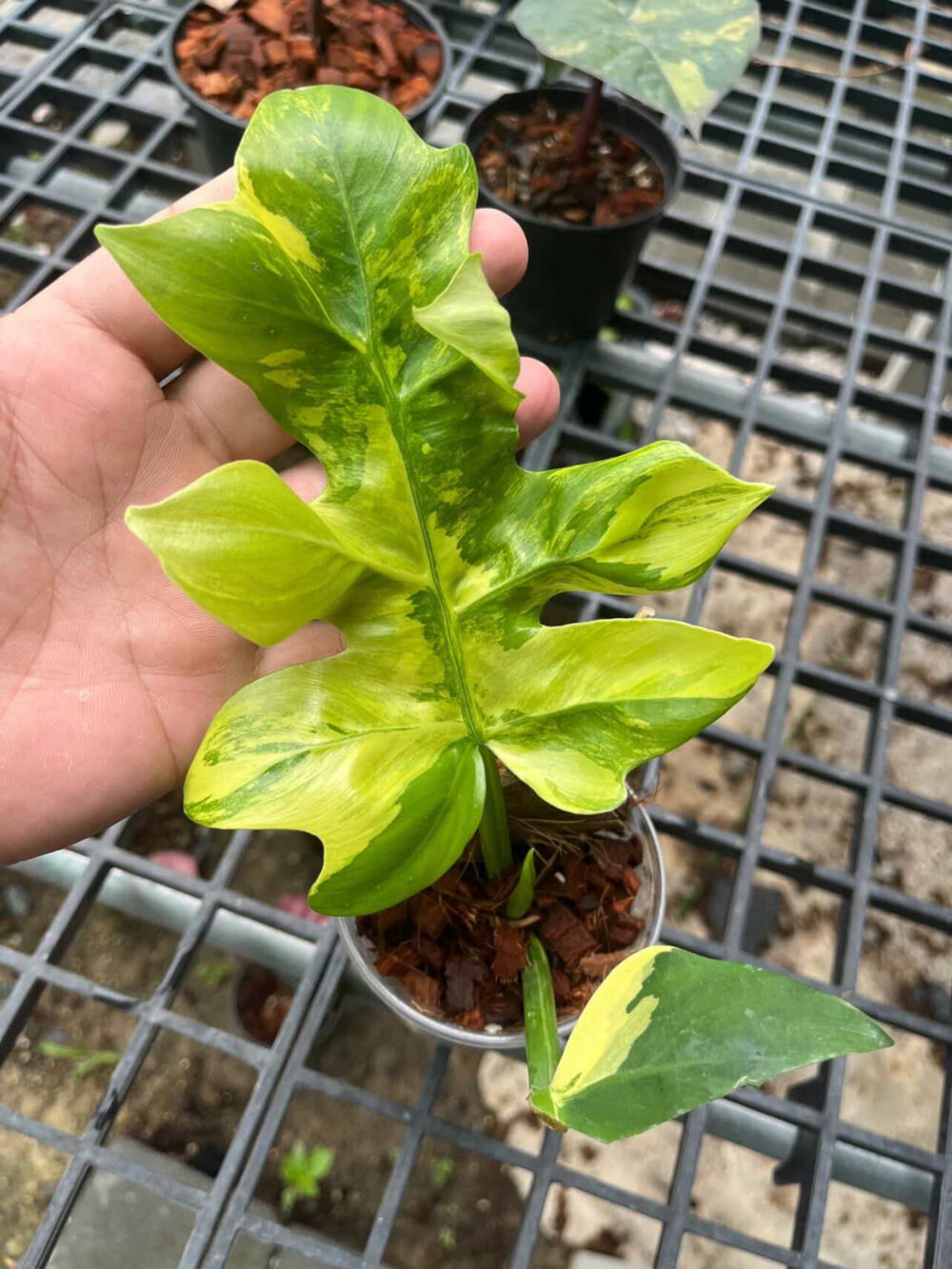 Philodendron Distantilobum Variegated - Rare Plant, 6" pot - Image 2