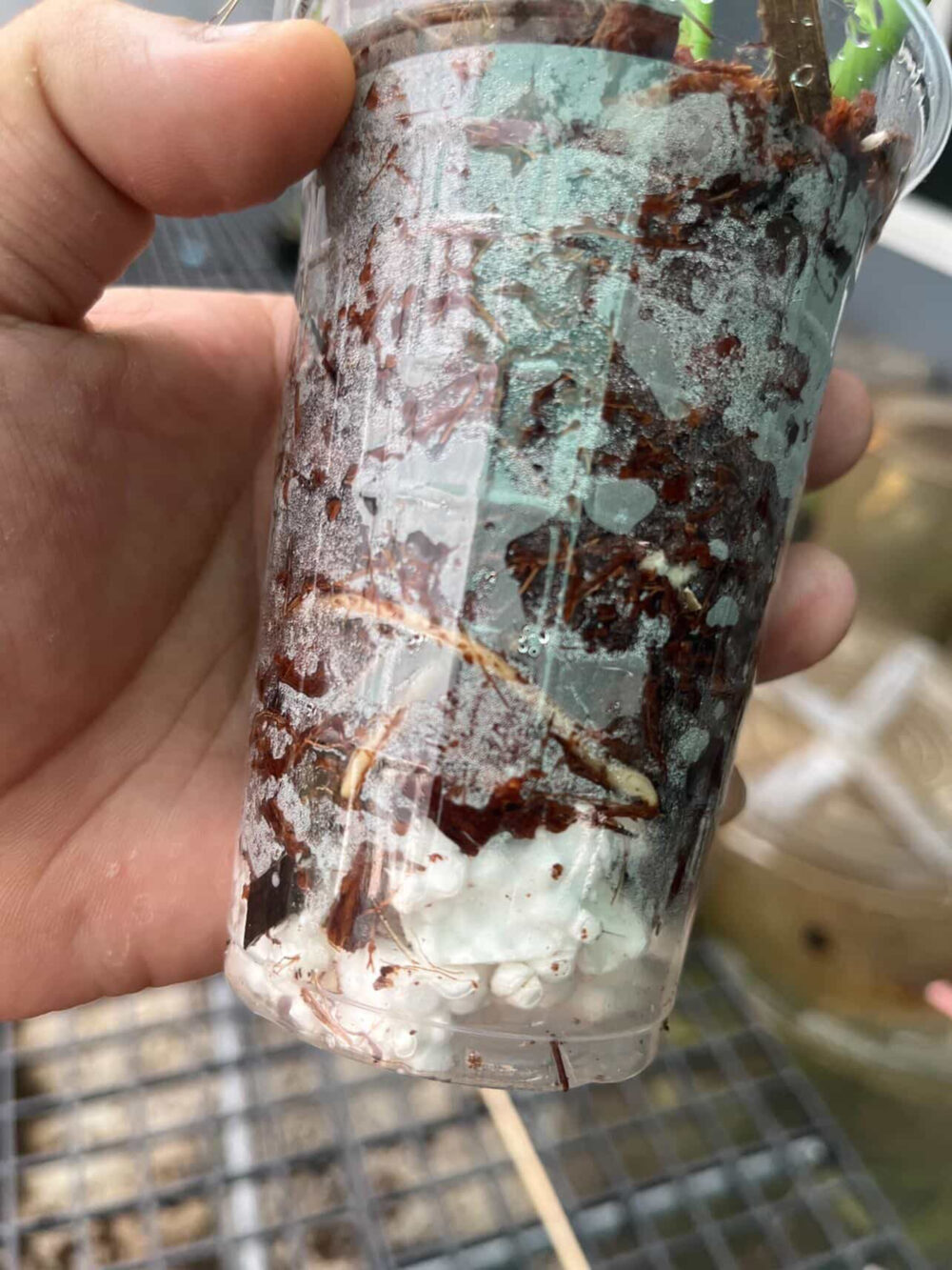 Philodendron Distantilobum Variegated - Rare Plant, 6" pot - Image 3