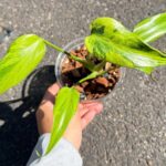 Monstera Burle Marx Flame Variegated