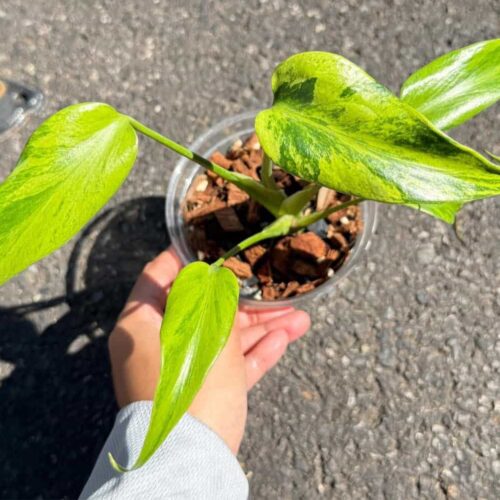 Monstera Burle Marx Flame Variegated